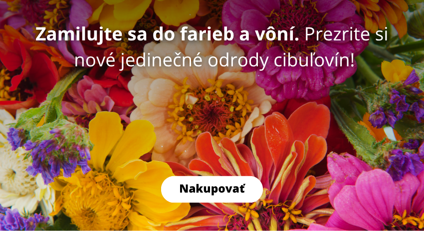 jarné cibuľoviny