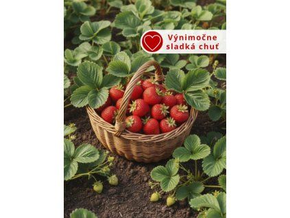 Jahodník 'Korona'sk