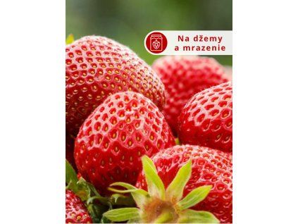 Jahodník 'Senga Sengana'sk