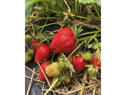 Generated Image November 11, 2025 9 16AM