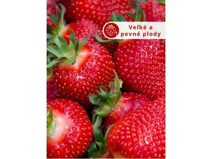 Jahodník 'Diamante'sk