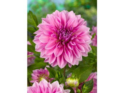 1034 1 jirina lavender perfection 1 ks