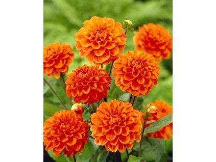 2876 1 jirina orange nugget 1 ks