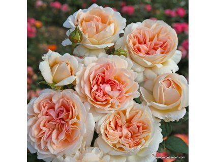 3185 3 parfuma ruze kordes grossherzogin luise 2l kontejner