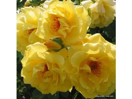 3290 4 pnouci ruze kordes golden gate 2l kontejner