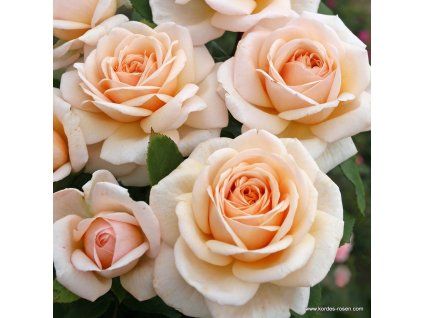 3308 3 velkokveta ruze kordes courage 2l kontejner