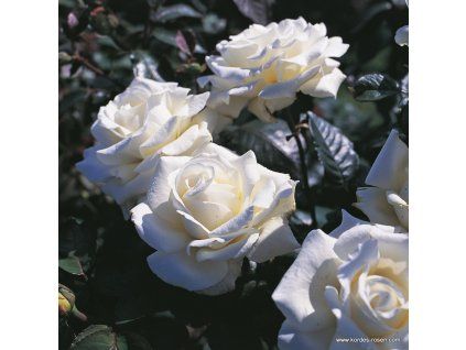 3326 3 velkokveta ruze kordes memoire 2l kontejner