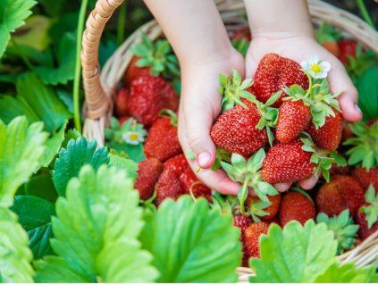 3968 1 jahodnik harmony 10 ks staleplodici