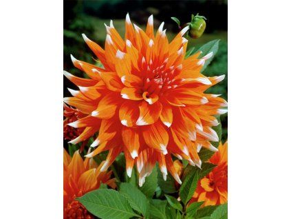 5093 1 jirina colour spectacle 1 ks