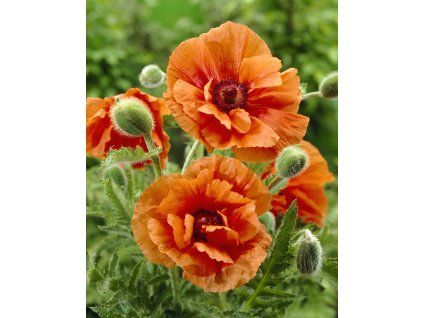 5261 1 mak velkokvety harvest moon 1 ks