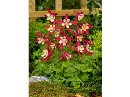 5288 orlicek crimson star 3 ks