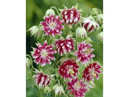 5294 1 orlicek nora barlow 3 ks