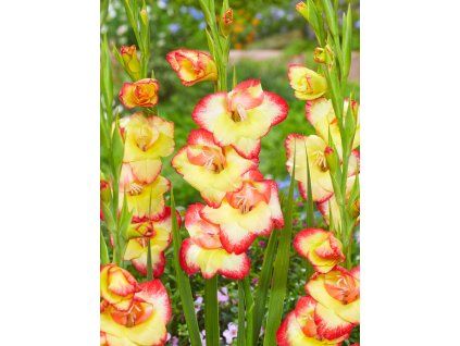 FA 21 0374 Gladiolus nanus Las Vegas