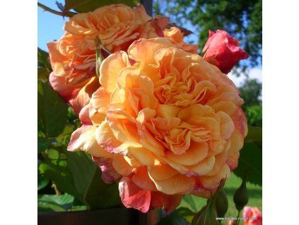 5816 3 pnouci ruze kordes aloha 2l kontejner