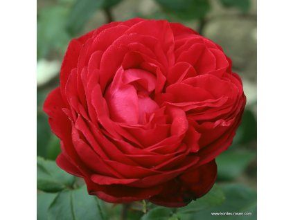 5876 3 velkokveta ruze kordes tiamo 2l kontejner