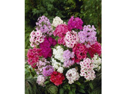 6044 mix plamenek 10 ks