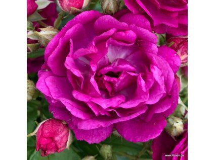 purple siluettta 01