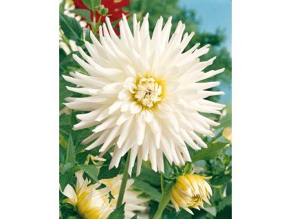 14160 jirina my love 1 ks