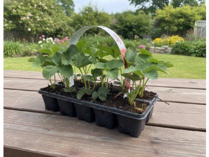 white bg result (81)