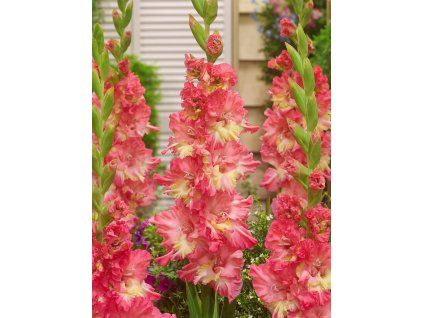FA 14 0565 Gladiolus Mango Muse