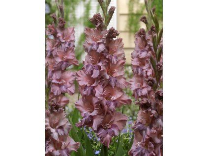 FA 16 0379 Gladiolus Rusty Chestnut