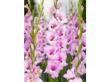 FA 11 0551 Gladiolus Zamora