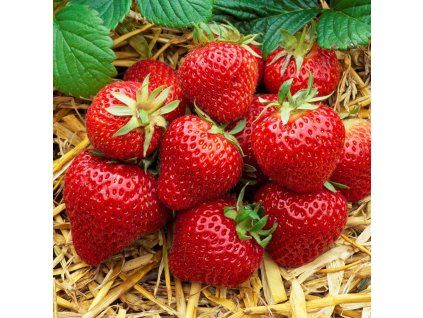 Jahodník 'Florence' 12 ks pozdní (Sazenice Frigo sadba "A+" extra výběr 10 ks)