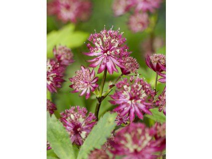 FA 07 0379 Astrantia major Ruby Wedding