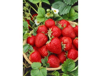 24729 jahodnik rumba v kvetinaci 12 cm