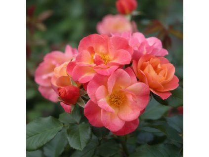 ruze v zahrade 1765189943403