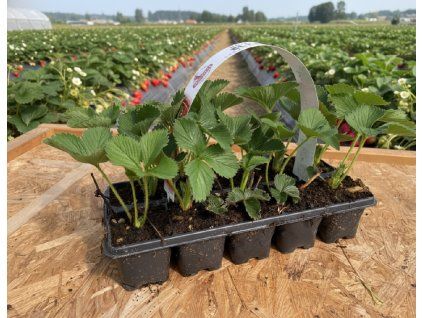 white bg result (83)